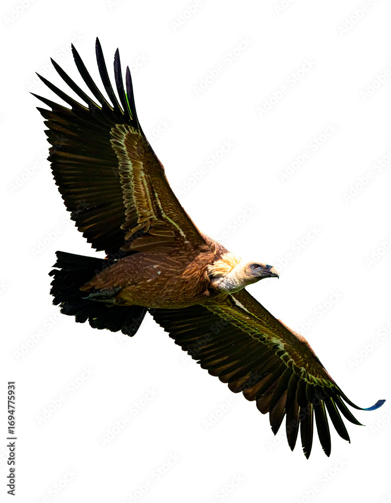 Fototapeta premium buitre leonado (Gyps fulvus) en primer plano, sobrevolando, con las alas extendidas y el plumaje detallado en tonos marrones y beige. La luz natural resalta la textura de sus plumas. PNG
