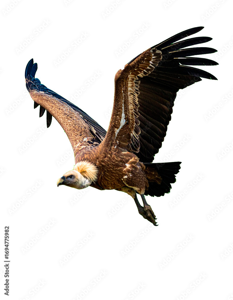 Fototapeta premium buitre leonado (Gyps fulvus) en primer plano, sobrevolando, con las alas extendidas y el plumaje detallado en tonos marrones y beige. La luz natural resalta la textura de sus plumas. PNG