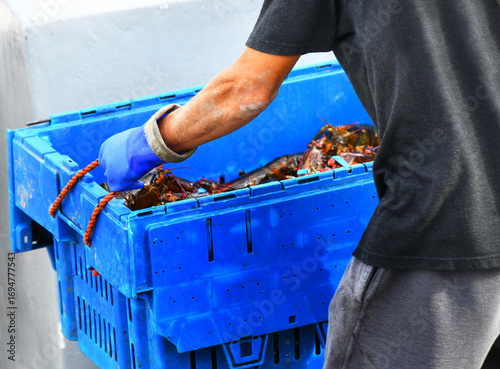 Boat Load of Live Maine Lobsters
