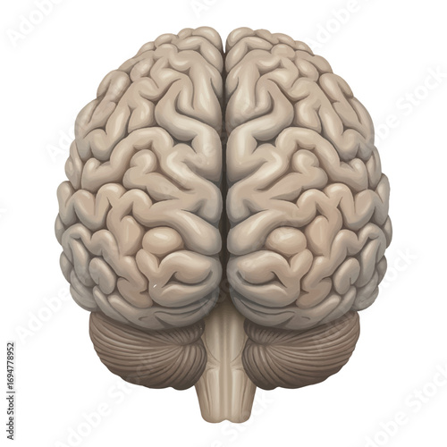 A realistic 2D vector illustration of a human brain viewed directly from the back, presented clearly against a pristine plain white background.