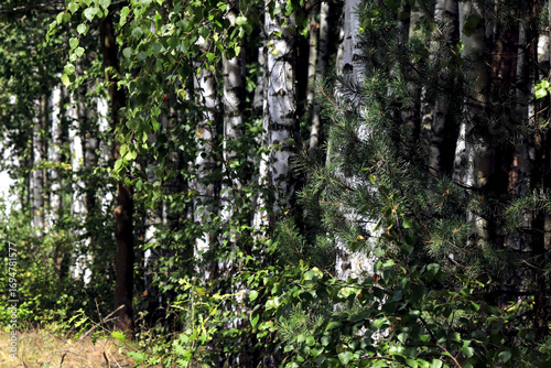 forest birches in the rays of the autumn sun