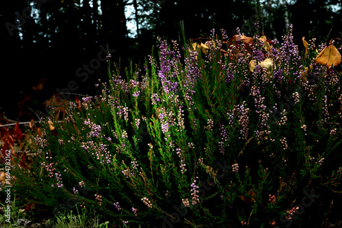 heather in the sun's rays in the forest