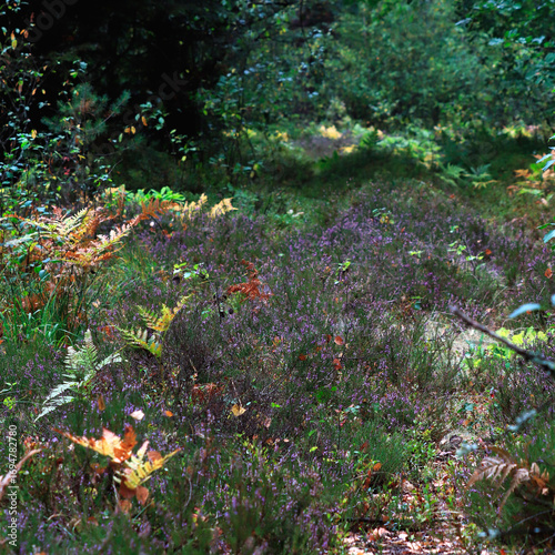 autumn ferns in the forest  leaves on the ground