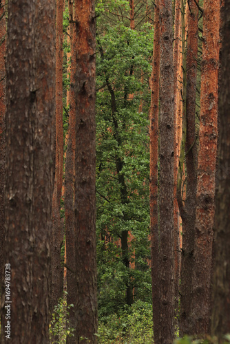 a deciduous tree in a pine forest