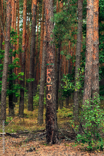 path in the woods foto 