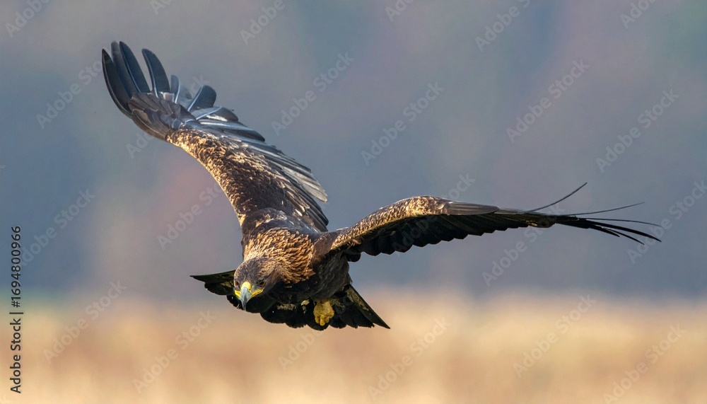 Fototapeta premium águila real (Aquila chrysaetos) en primer plano, volando con las alas extendidas y mostrando su envergadura imponente. Se aprecian en detalle las plumas marrones oscuras con tonos dorados en la cabeza