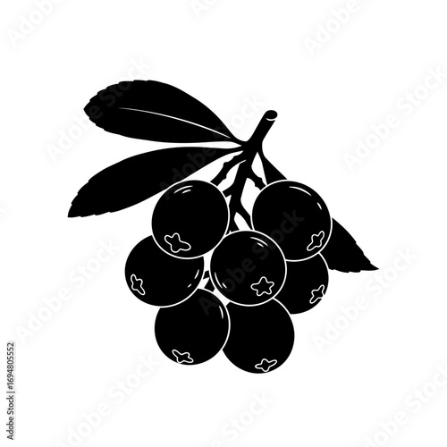 Blackberry cluster silhouette isolated on white background