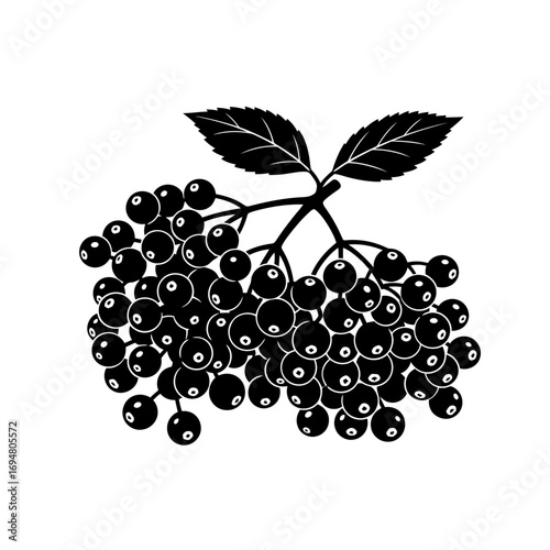Black elderberry cluster silhouette isolated on white background