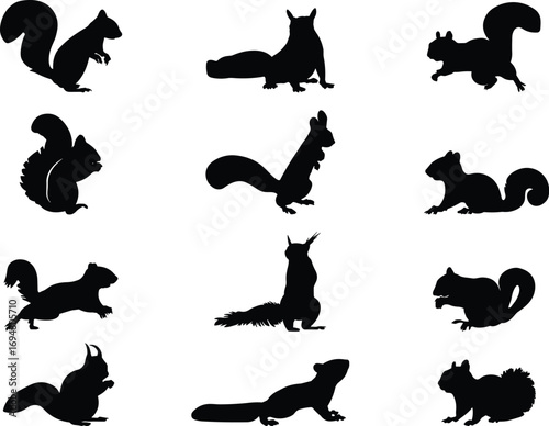 Squirrel silhouettes, black icons, animal poses, sitting, standing, running, crouching, bushy tails, wildlife, nature, forest, rodent, motion, behavior, anatomy, expressive, cute, illustration