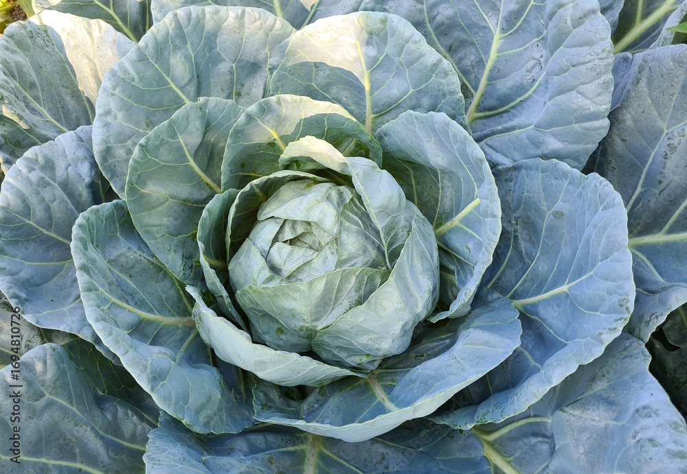 Obraz premium natural vegetable seedlings. cabbage vegetable photos.