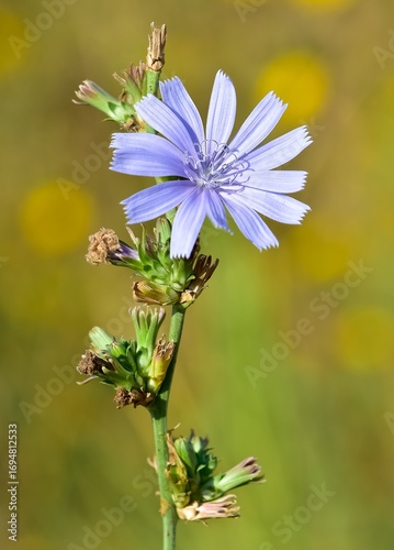 Medicinal wild plants and flowers. Blue chicory photos.