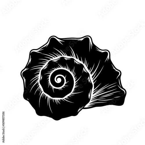 seashell vector illustration