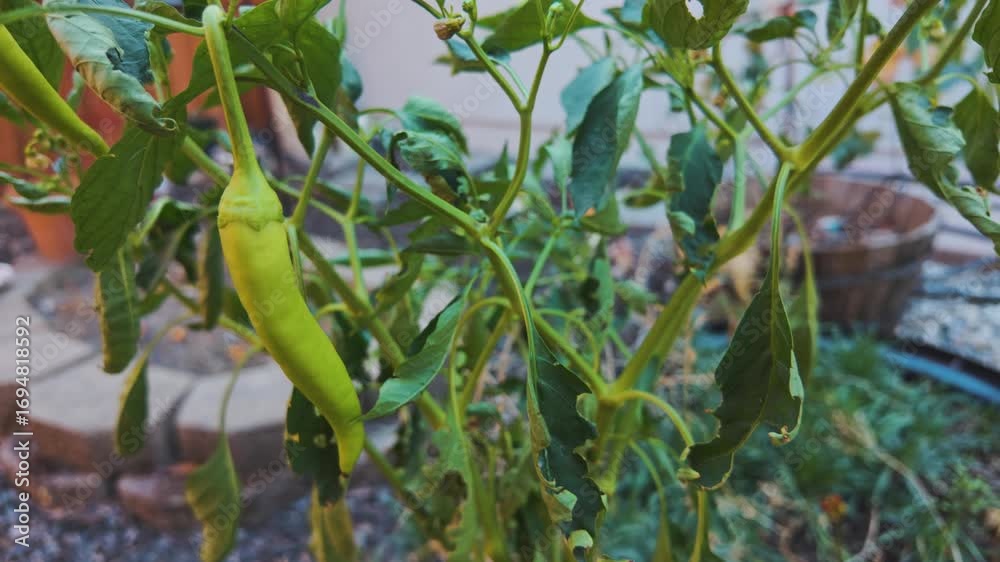 Green chili peppers hanging from leafy branches in a backyard garden with soft natural light