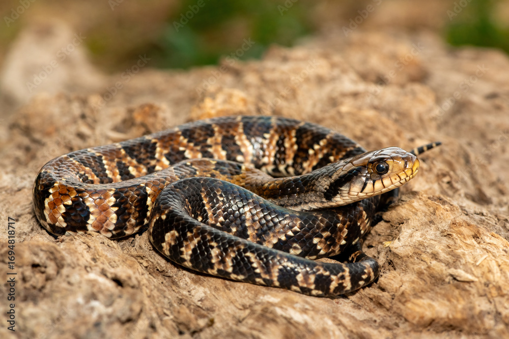 Fototapeta premium A beautiful False water cobra (Hydrodynastes gigas), also called a false cobra, South American water cobra, and Brazilian smooth snake. A mildly venomous colubrid snake endemic to South America