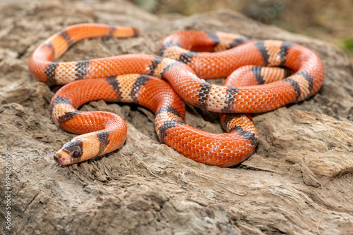 A beautiful Honduran milk snake (Lampropeltis triangulum hondurensis), on a dead log. A non venomous colubrid snake native to Honduras
