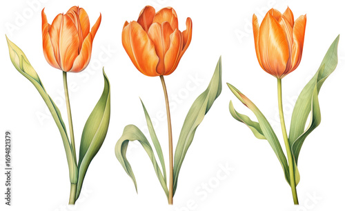 Wallpaper Mural PNG Vibrant watercolor tulip illustration, element set on transparent background Torontodigital.ca