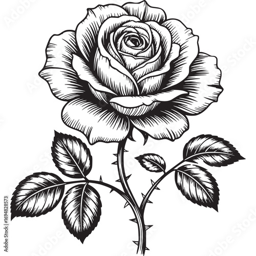 Detailed black and white drawing of a blooming rose with leaves and thorns isolated on white background