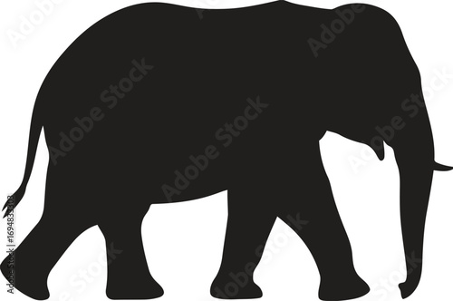 Silhouette of a majestic african elephant walking with its trunk down