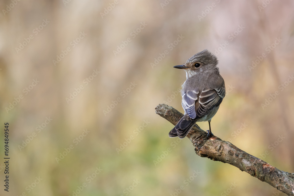 Fototapeta premium A spotted flycatcher perches on a stick perpendicular to the camera lens on a sunny summer day, against a light olive background.