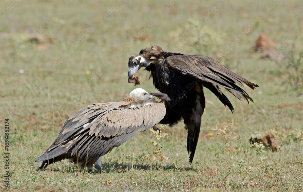 Obraz premium Vautour moine, Aegypius monachus, Cinereous Vulture, Vautour fauve, Gyps fulvus, Griffon Vulture, Parc naturel régional des grands causses 48, Lozere, France