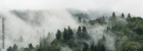 Low clouds and fog swirling through pine trees covering a mountainside, wide panorama