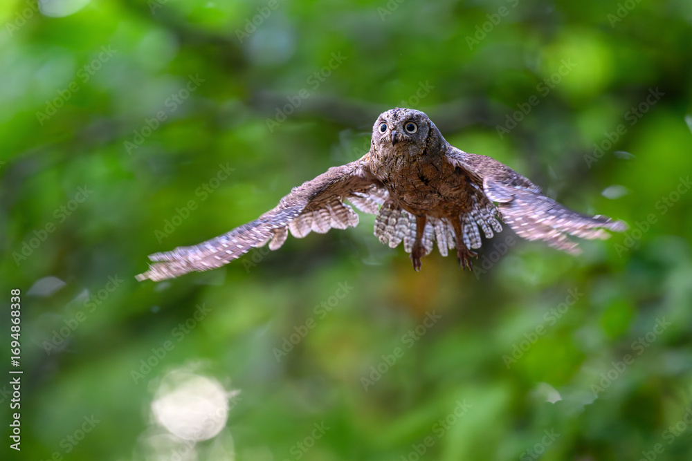 Fototapeta premium The Eurasian Scops Owl is landing on a branch in the forest.
