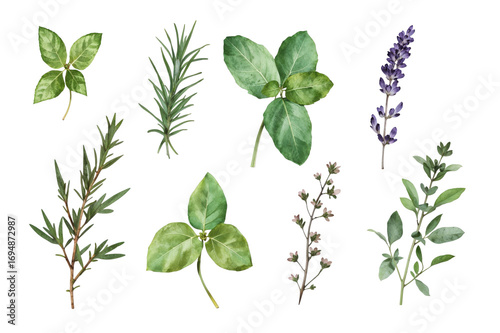 Whimsical watercolor illustration of fresh herbs including rosemary, basil, and lavender in various shades of green and purple