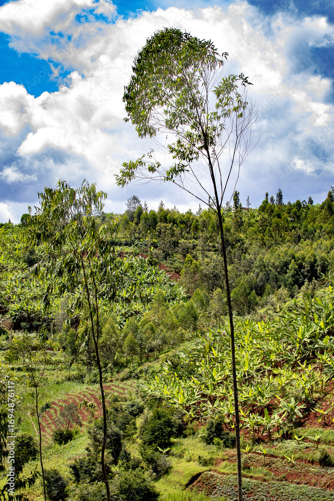 Fototapeta premium Trees and cultivated fields in central Rwanda