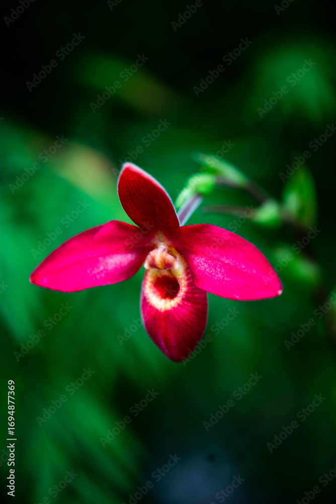 Fototapeta premium flowers 