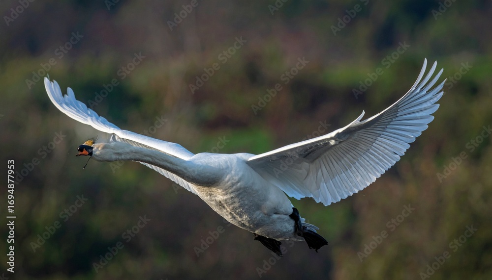 Obraz premium cisne real (Cygnus olor) en primer plano, volando con las alas extendidas. Se aprecian en detalle sus plumas blancas impecables, el cuello largo y elegante curvado, y el pico anaranjado
