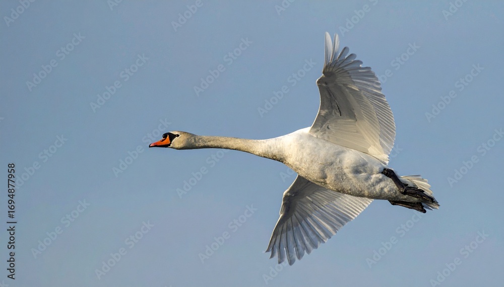 Obraz premium cisne real (Cygnus olor) en primer plano, volando con las alas extendidas. Se aprecian en detalle sus plumas blancas impecables, el cuello largo y elegante curvado, y el pico anaranjado