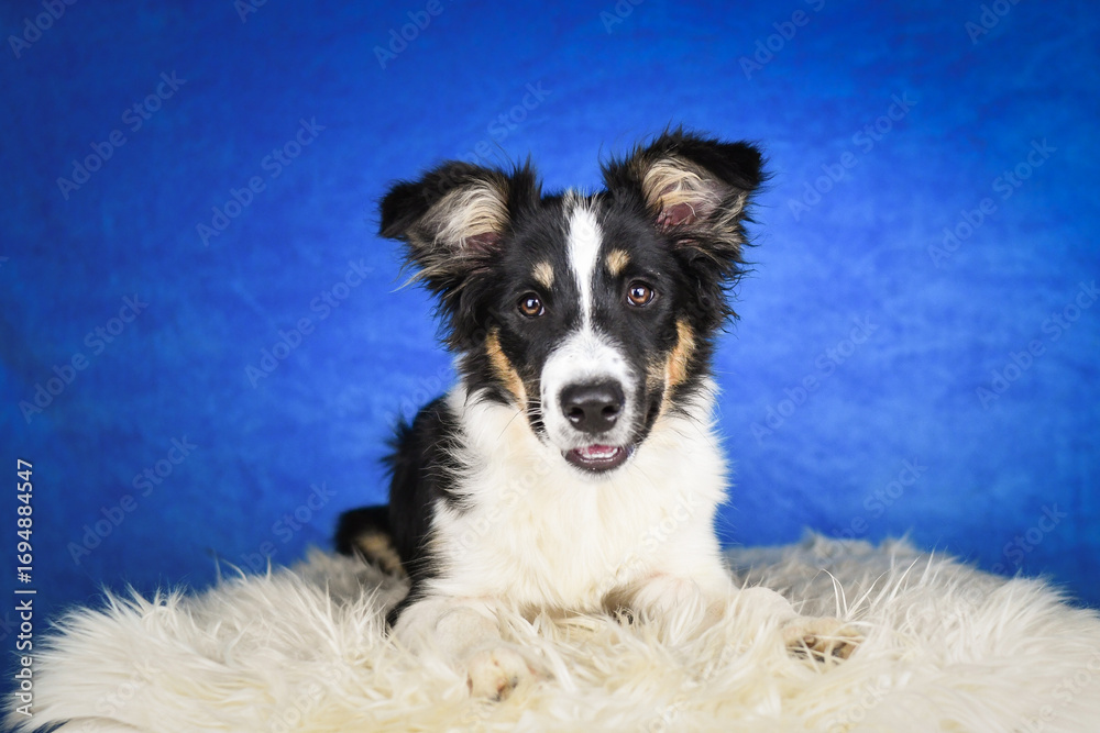 Fototapeta premium Cute Border Collie puppy lying on fluffy rug in studio. Adorable Border Collie puppy lying on a white fluffy rug against a blue studio background. The young dog looks directly at the camera.