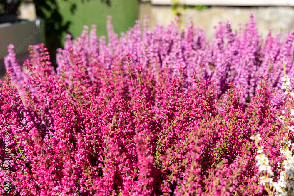 Fototapeta premium Vibrant pink and purple flowering plants create a stunning garden display, showcasing nature's beauty and diversity in a lush outdoor environment filled with greenery