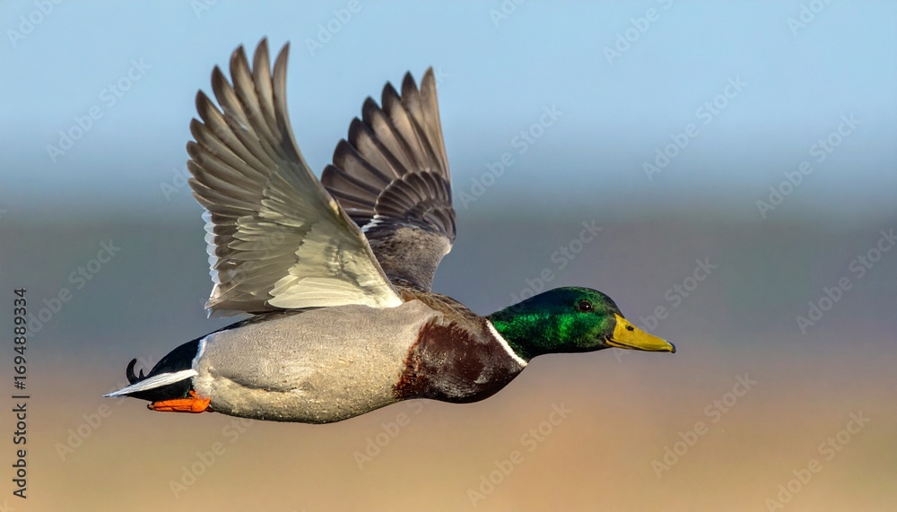Obraz premium ánade real (Anas platyrhynchos) en primer plano, volando con las alas extendidas. Se aprecian en detalle las plumas marrones y grises del cuerpo, el característico cuello verde iridiscente del macho