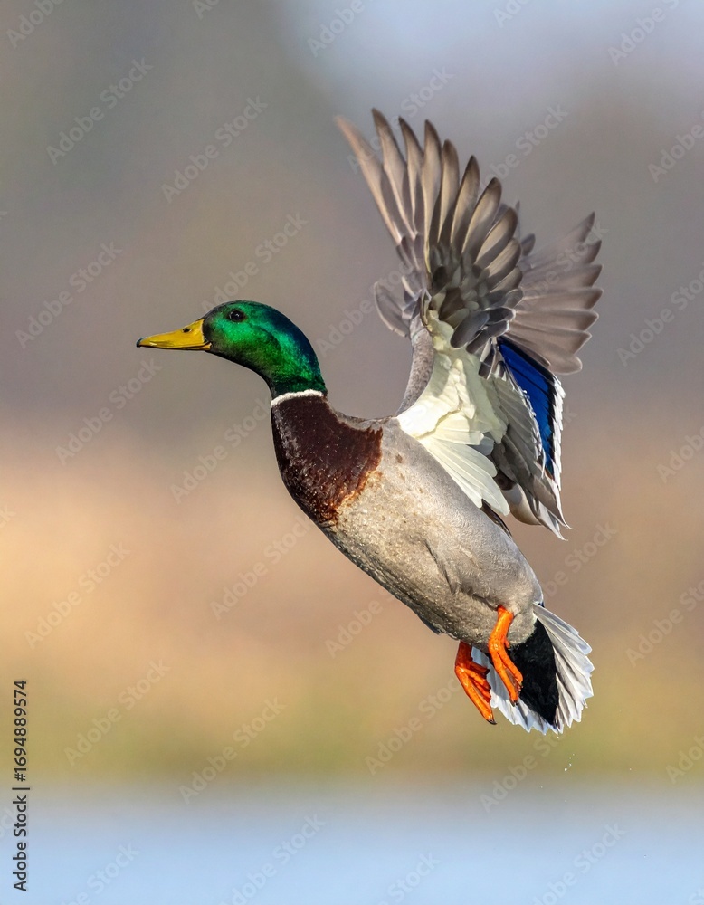 Obraz premium ánade real (Anas platyrhynchos) en primer plano, volando con las alas extendidas. Se aprecian en detalle las plumas marrones y grises del cuerpo, el característico cuello verde iridiscente del macho