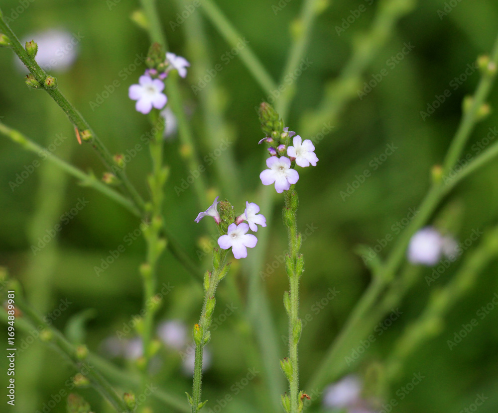 Fototapeta premium The medicinal plant Verbena officinalis grows in nature