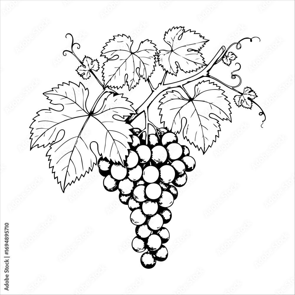Fototapeta premium A detailed black and white illustration of a bunch of grapes and leaves, evoking the charm of vintage botanical art