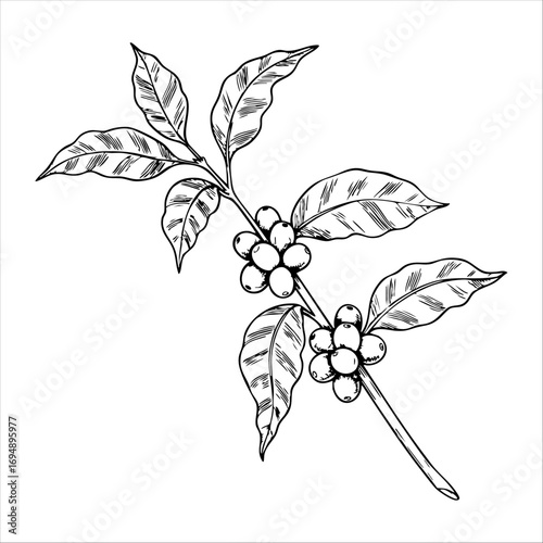 Detailed sketch of a coffee plant branch with leaves and coffee beans