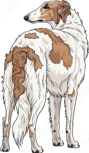 Russian Wolfhound Borzoi dog standing rear view pose looking away