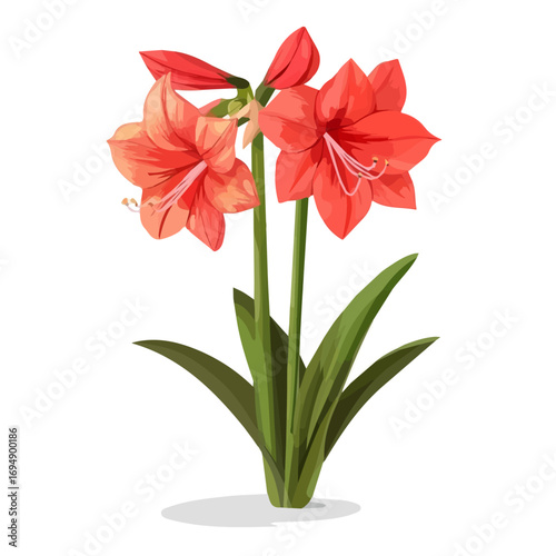 Amaryllis Flower, cartoon vector illustration, flat 2D isometric style, white background.