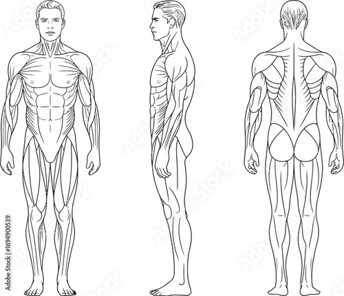 Detailed anatomical illustration of the human muscular system from front, side, and back views.