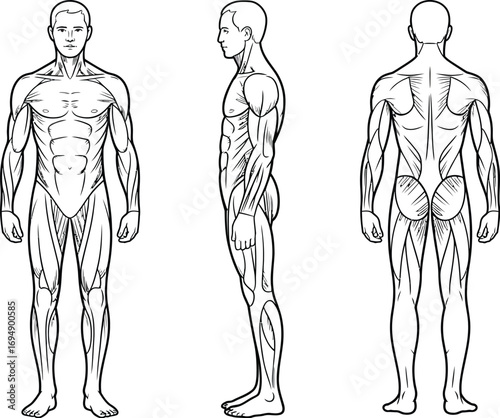 Anatomical illustration of a muscular male figure from front, side, and back views.