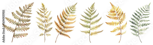 Vintage autumn fern illustrations