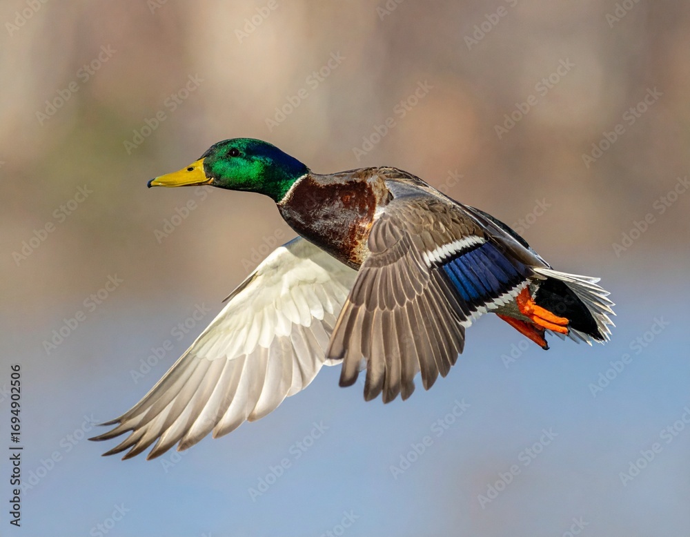 Obraz premium ánade real (Anas platyrhynchos) en primer plano, volando con las alas extendidas. Se aprecian en detalle las plumas marrones y grises del cuerpo, el característico cuello verde iridiscente del macho