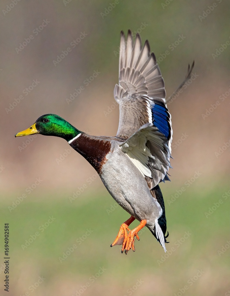 Obraz premium ánade real (Anas platyrhynchos) en primer plano, volando con las alas extendidas. Se aprecian en detalle las plumas marrones y grises del cuerpo, el característico cuello verde iridiscente del macho