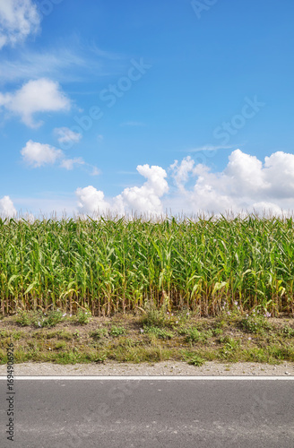 Corn field by the road on a sunny day.
