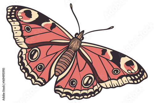 butterfly on white background