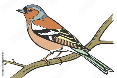 robin on a branch