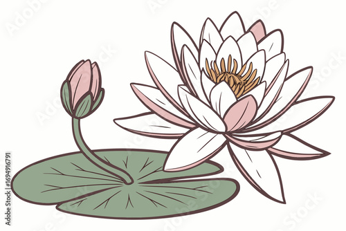 pink lotus flower