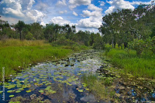 Pool with water lilies, reed beds and tropical swamp forest in the Mamukala Wetlands, Kakadu National Park, Northern Territory, Australia.
